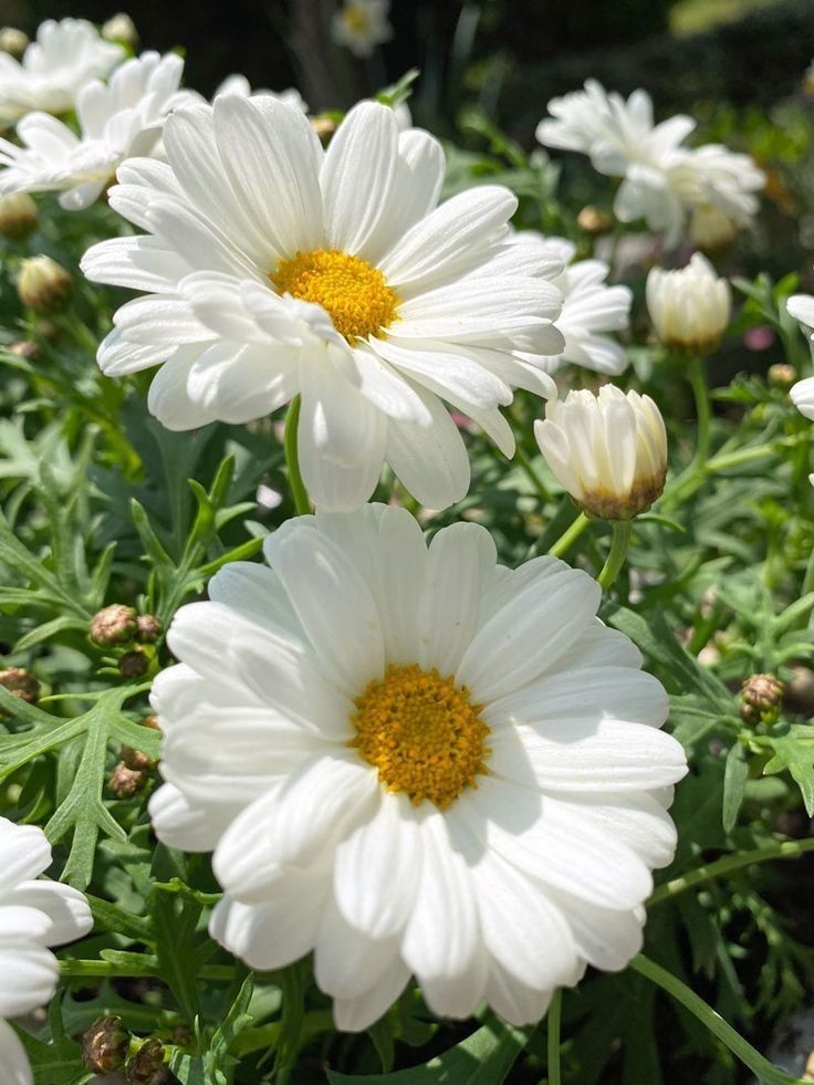 Daisy - By Marbella