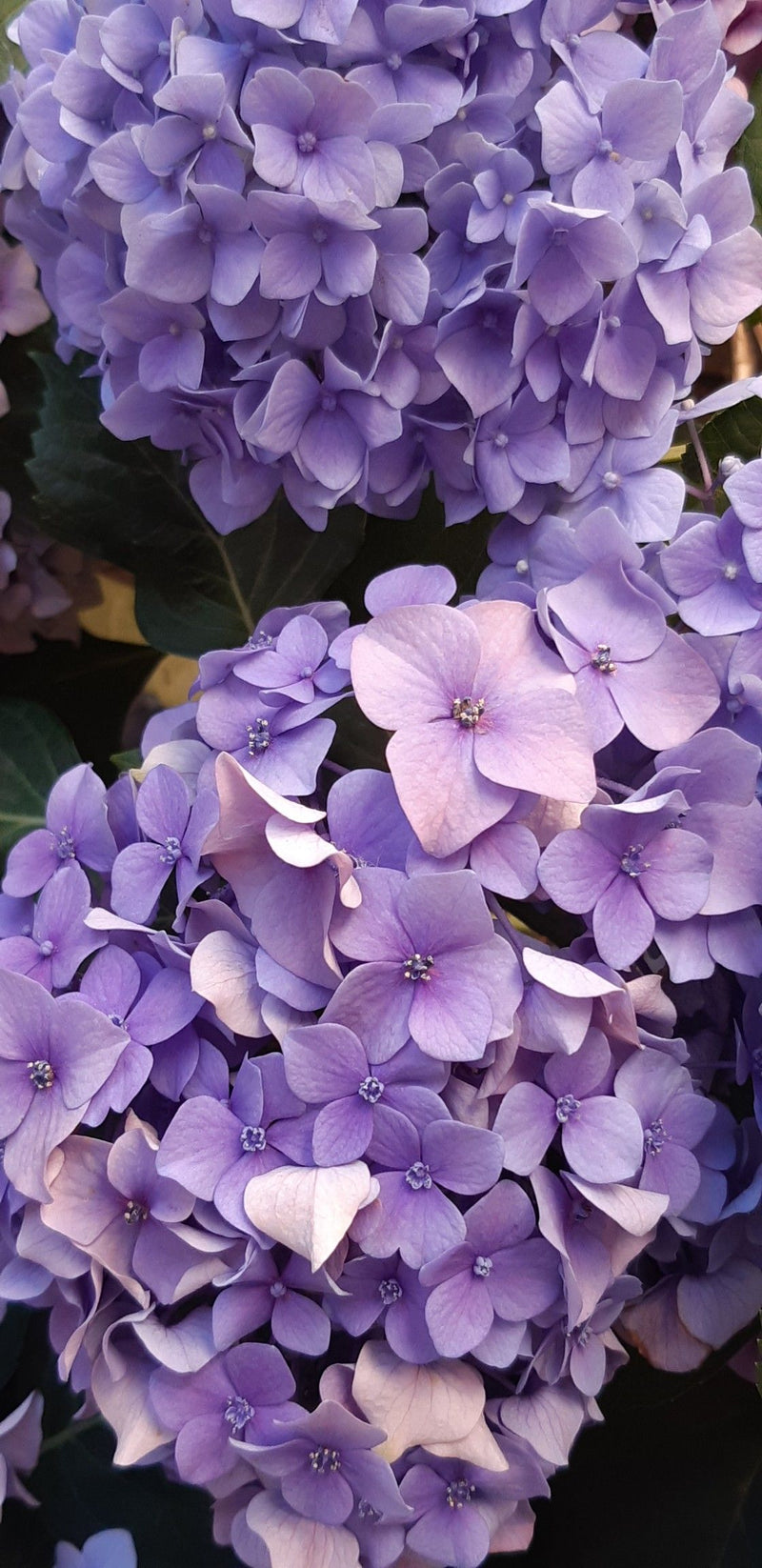 Hydrangea - By Marbella