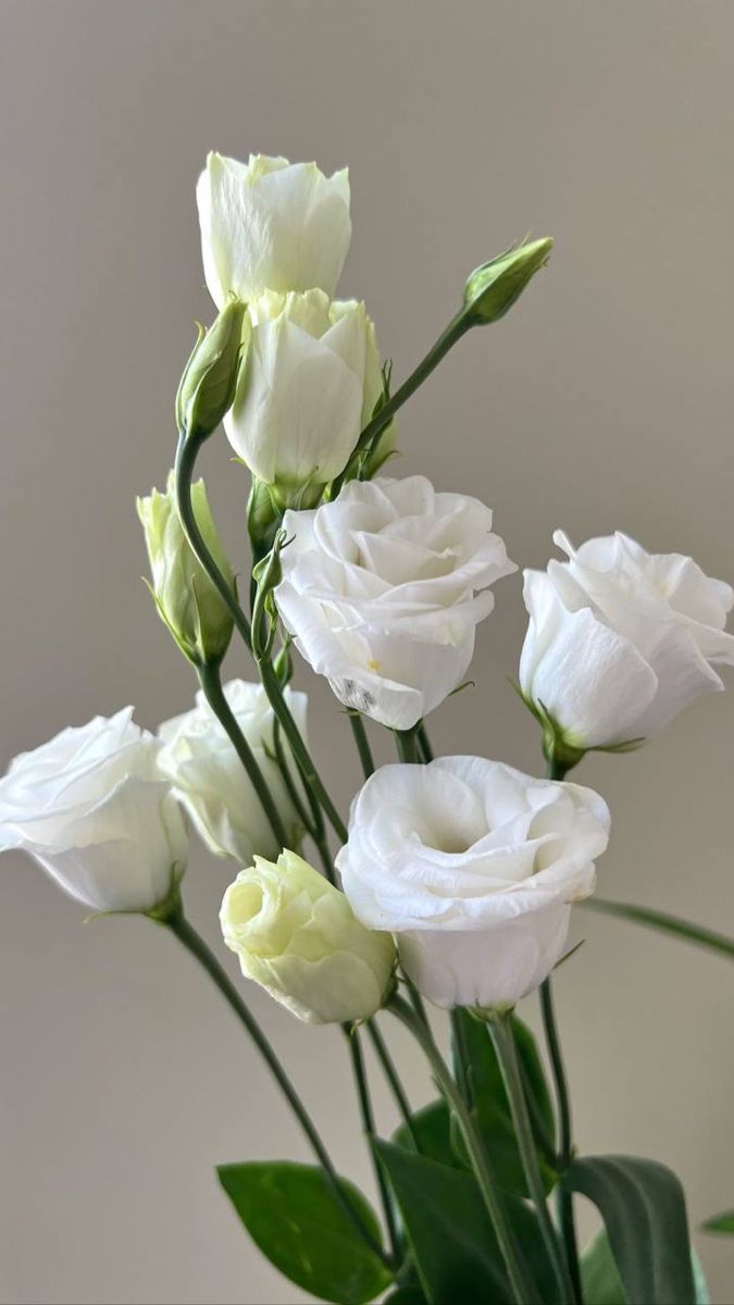Lisianthus - By Marbella