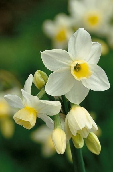 Narcissus - By Marbella
