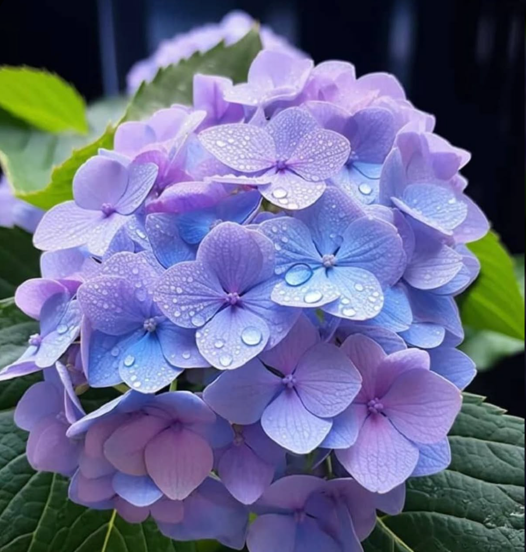 Hydrangea's Reverie - By Marbella