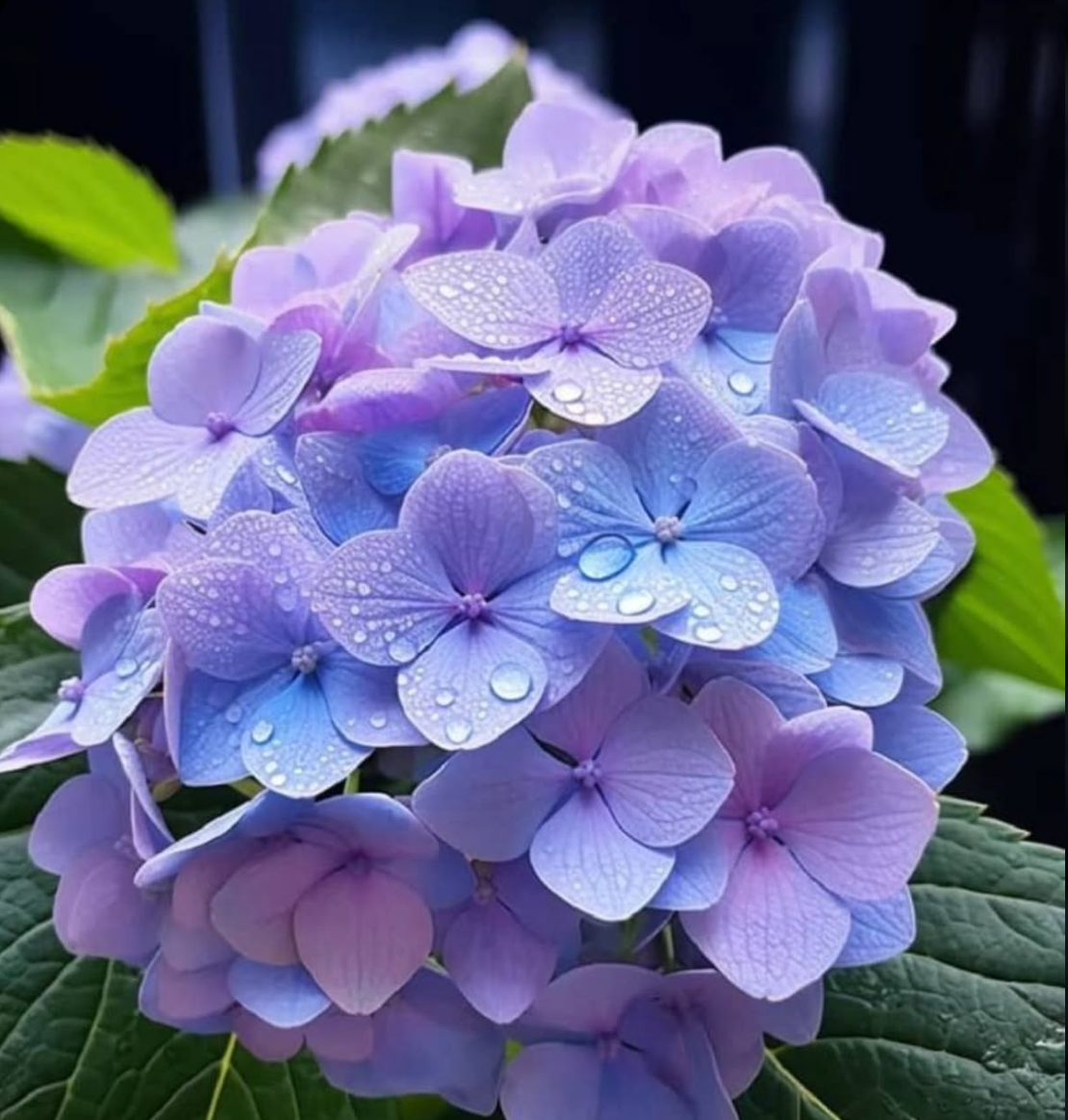Hydrangea's Reverie - By Marbella