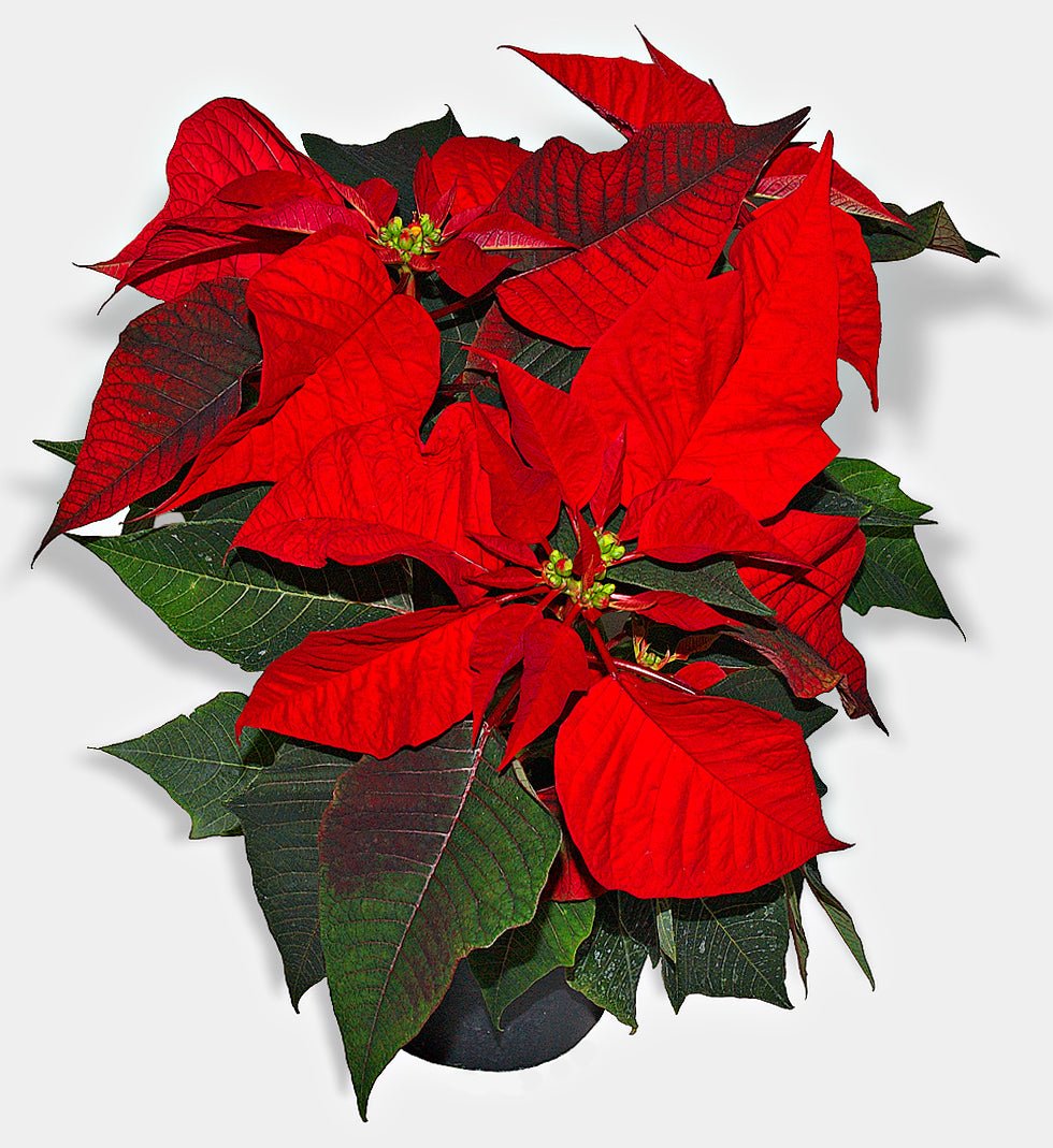 Poinsettia Royale