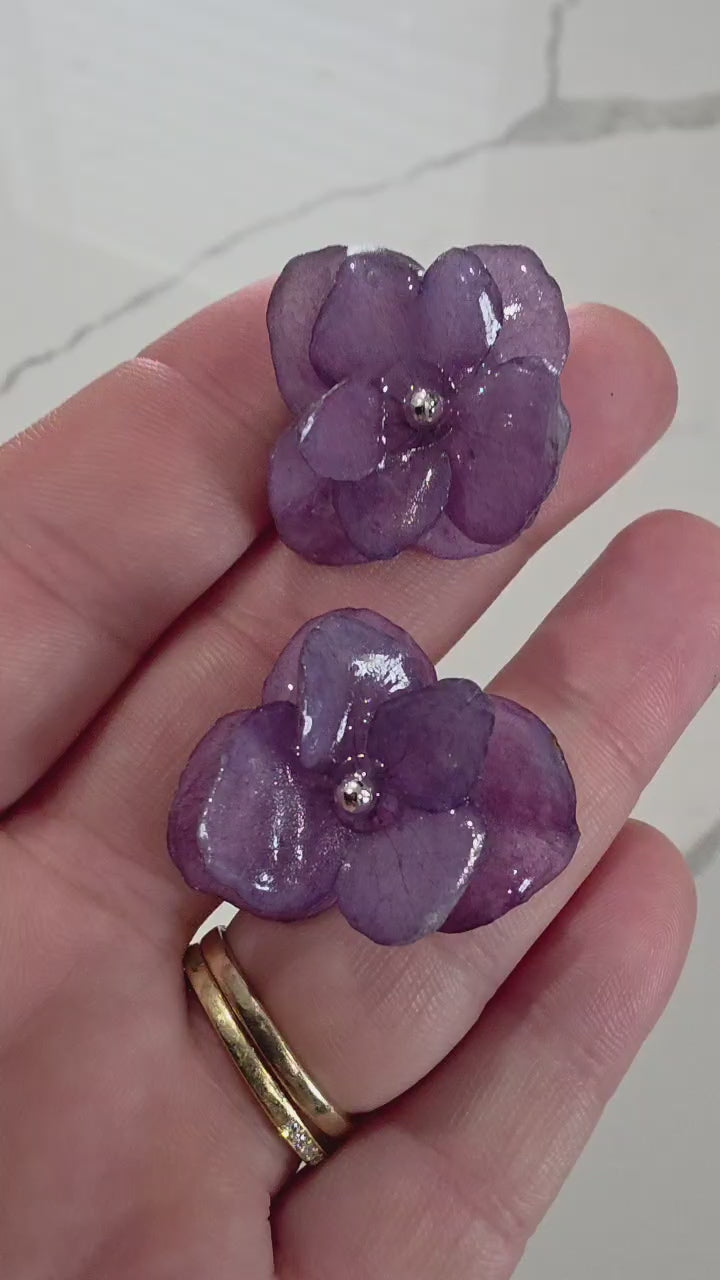Hydrangea Éternelle